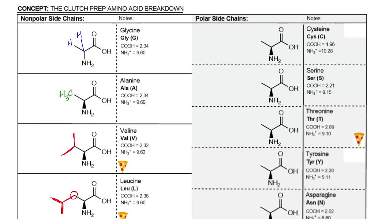 Polar Amino Acids