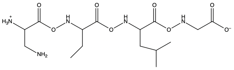 Peptide chain structure showing ionic forms at N and C terminus.