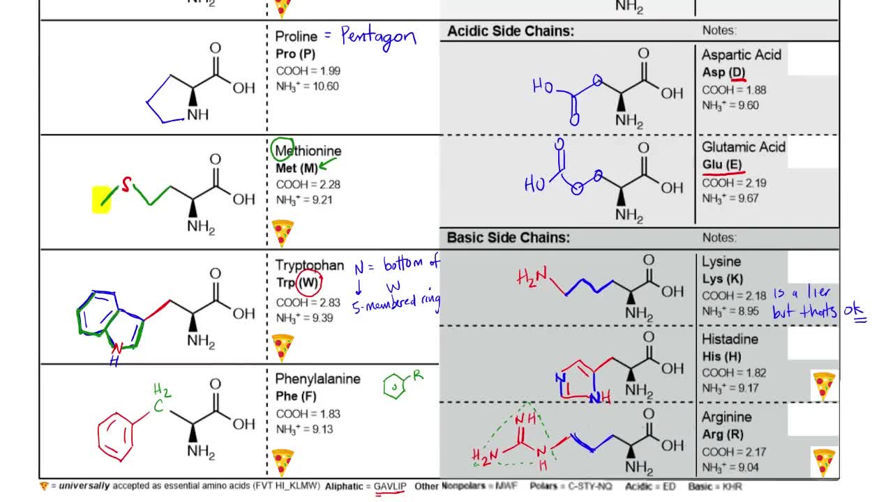 Essential Amino Acids