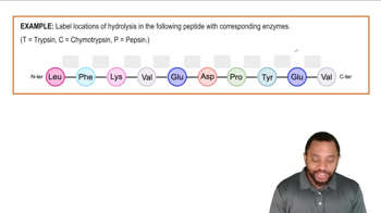 Peptide Sequencing: Partial Hydrolysis Example 1