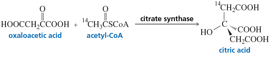 Reaction diagram showing the synthesis of citric acid from oxaloacetic acid and acetyl-CoA by citrate synthase.