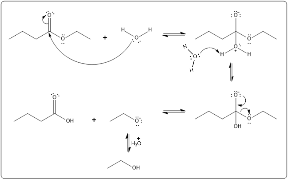 Mechanism of uncatalyzed hydrolysis of ethyl butyrate with hydronium ion in organic chemistry.