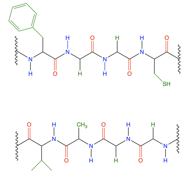 Diagram of two interacting peptides showing potential hydrogen bonding pairs.