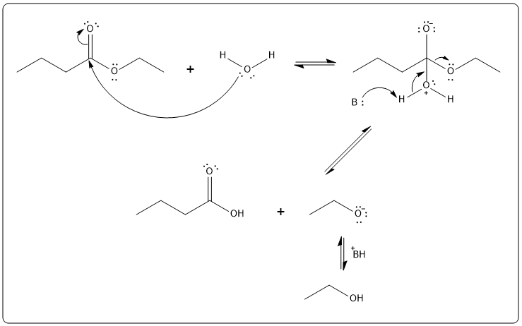 Detailed mechanism of uncatalyzed hydrolysis of ethyl butyrate in organic chemistry.