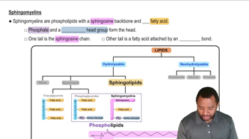 Sphingomyelins Concept 2