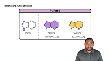 Nitrogenous Bases Concept 3