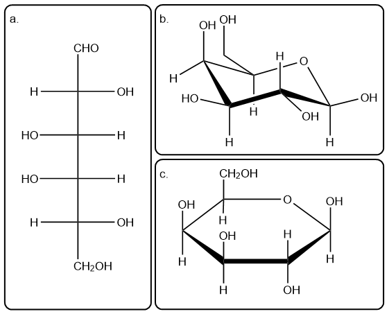 Haworth projection of D-galactose showing cyclic structure.