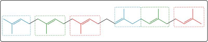 Final view of isoprene units in squalene with color coding.