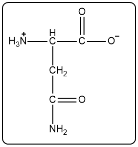Protonated asparagine structure at pH 1.5, with a positive charge on the amino group.