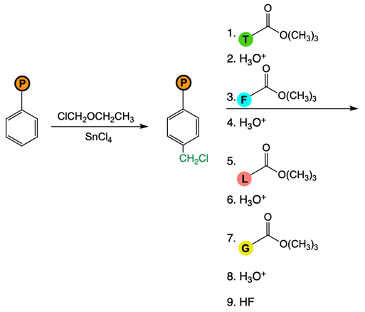 Reaction scheme for Merrifield peptide synthesis with labeled reagents.