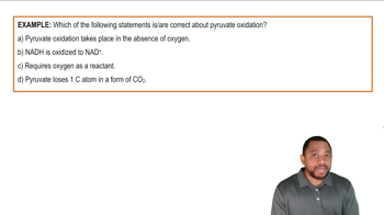 Pyruvate Oxidation Example 1