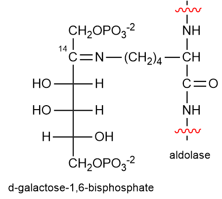 Structure of imine formed from aldolase and d-galactose-1,6-bisphosphate labeled with 14C.