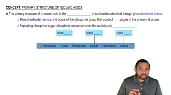 Primary Structure of Nucleic Acids Concept 1