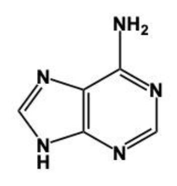 nitrogenouse base structure