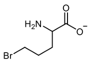 amino acid molecular structure