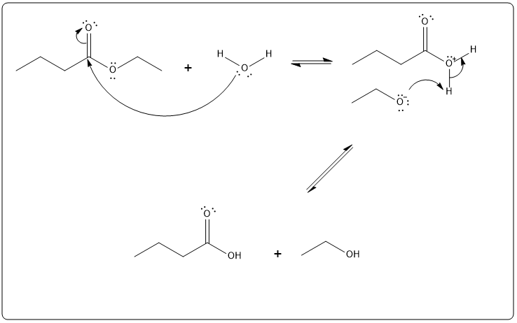 Illustration of uncatalyzed hydrolysis of ethyl butyrate in organic chemistry.