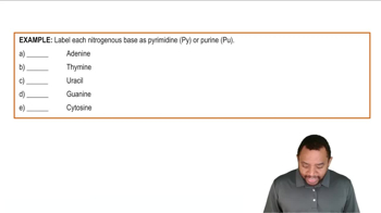 Nitrogenous Bases Example 1