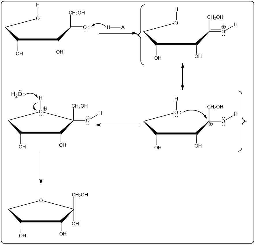 Detailed mechanism of ribulose cyclization with acid, showing steps to cyclic hemiacetal formation.