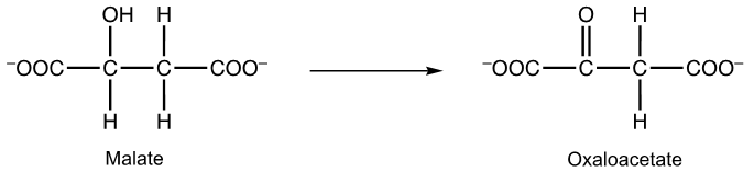 Chemical reaction showing malate converting to oxaloacetate, relevant to coenzymes in metabolism.