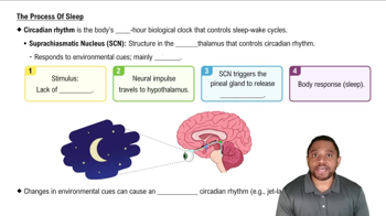 The Process Of Sleep Concept 1