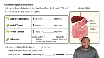 Alcohol Absorption & Metabolism Concept 2
