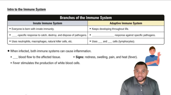 Branches of the Immune System Concept 3