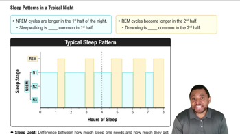 Sleep Patterns in a Typical Night Concept 3