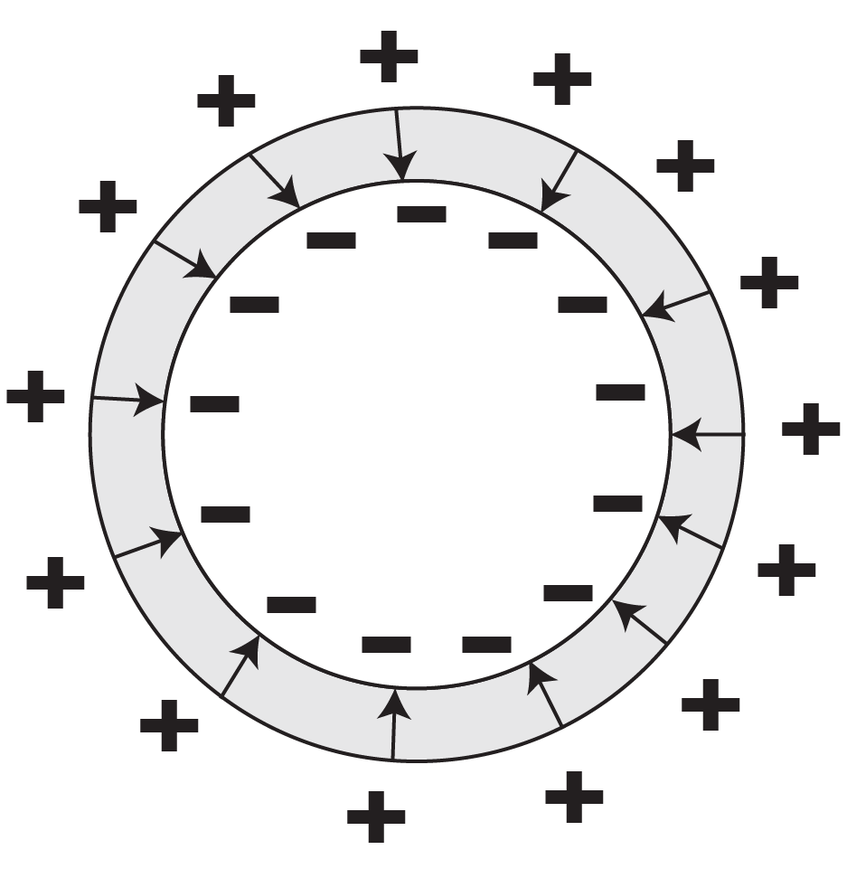 Diagram of a spherical shell with negative charges on the inner surface and positive charges on the outer surface, showing electric field lines directed inward.