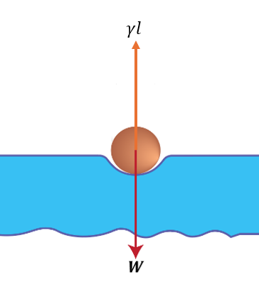 Diagram showing a copper wire floating on ethanol, illustrating buoyant force and surface tension.