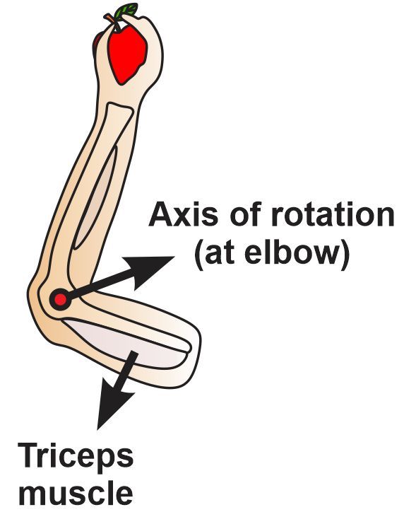 Illustration of a forearm with an apple, showing the axis of rotation at the elbow and the triceps muscle.