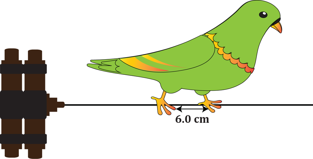 Green bird perched on a wire with feet spaced 6.0 cm apart, illustrating potential difference concept.
