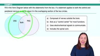 Organization of the Nervous System Example 1