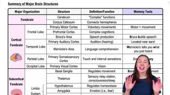 Summary of Major Brain Structures