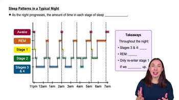 Sleep Patterns in a Typical Night