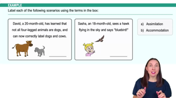 Piaget's Cognitive Developmental Theory Example 2