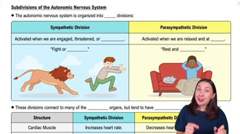 Subdivisions of the Autonomic Nervous System