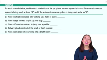 Organization of the Nervous System Example 2