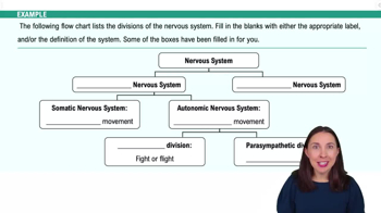 Organization of the Nervous System Example 3