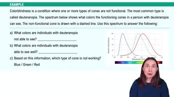 Color Vision Example 1