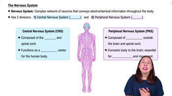 The Nervous System