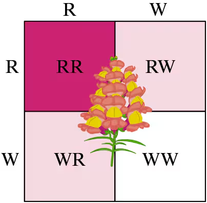 Punnett square showing gene combinations for pink snapdragons, with outcomes: red (RR), pink (RW, WR), and white (WW).