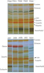 TLC plate setup and development