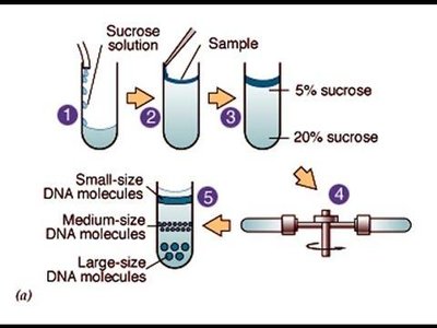 Centrifugation of DNA molecules