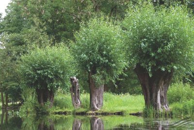 White willow (Salix alba)