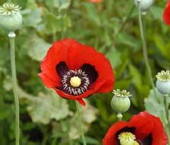Opium poppy (Papaver somniferum)