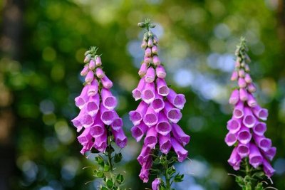 Foxglove (Digitalis lanata)