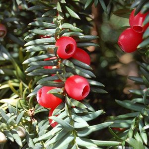 Pacific yew (Taxus brevifolia)