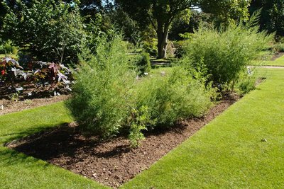 Sweet wormwood (Artemisia annua)