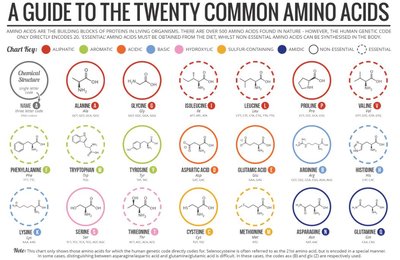 Amino acid structure with R group