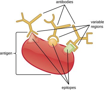 Polyclonal antibody recognition of multiple epitopes